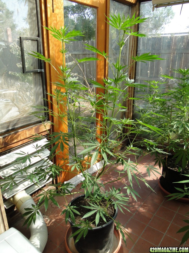 2017 Multi-Strain Sunroom Grow-Day 20 of Flowering-9/9/17