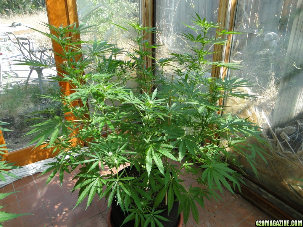 2017 Multi-Strain Sunroom Grow-Day 20 of Flowering-9/9/17