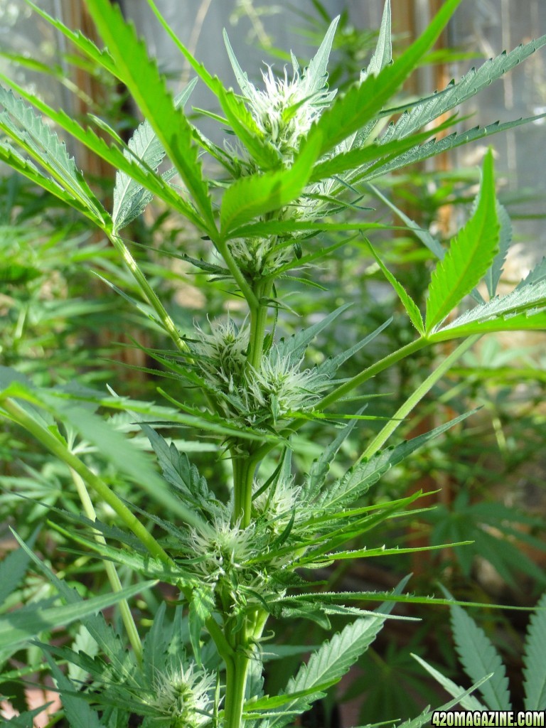 2017 Multi-Strain Sunroom Grow-Day 20 of Flowering-9/9/17