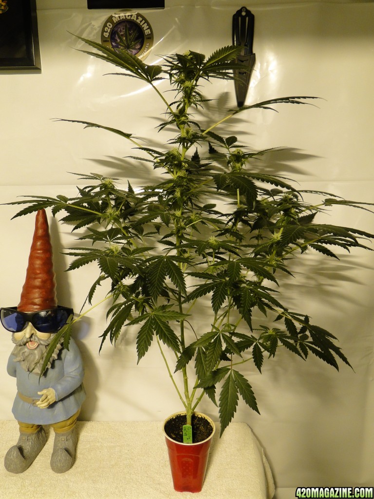 2017 Solo Cup Grow-AK-47 x G.D.P.-Day 21 of Flowering