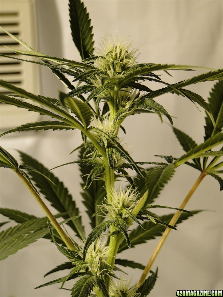 2017 Solo Cup Grow-Silver Fox Pheno #3-Day 21 of Flowering