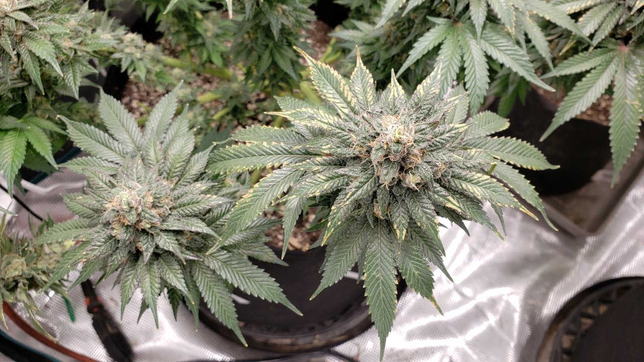 2019-05-31 Plant3 Week8 of Flowering.jpg