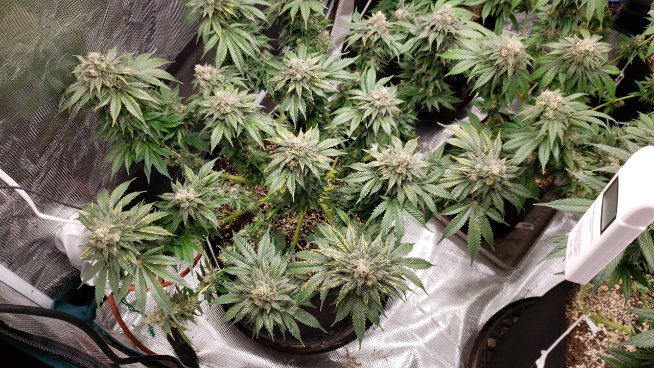 2019-05-31 Plant3 Week8 of Flowering01.jpg