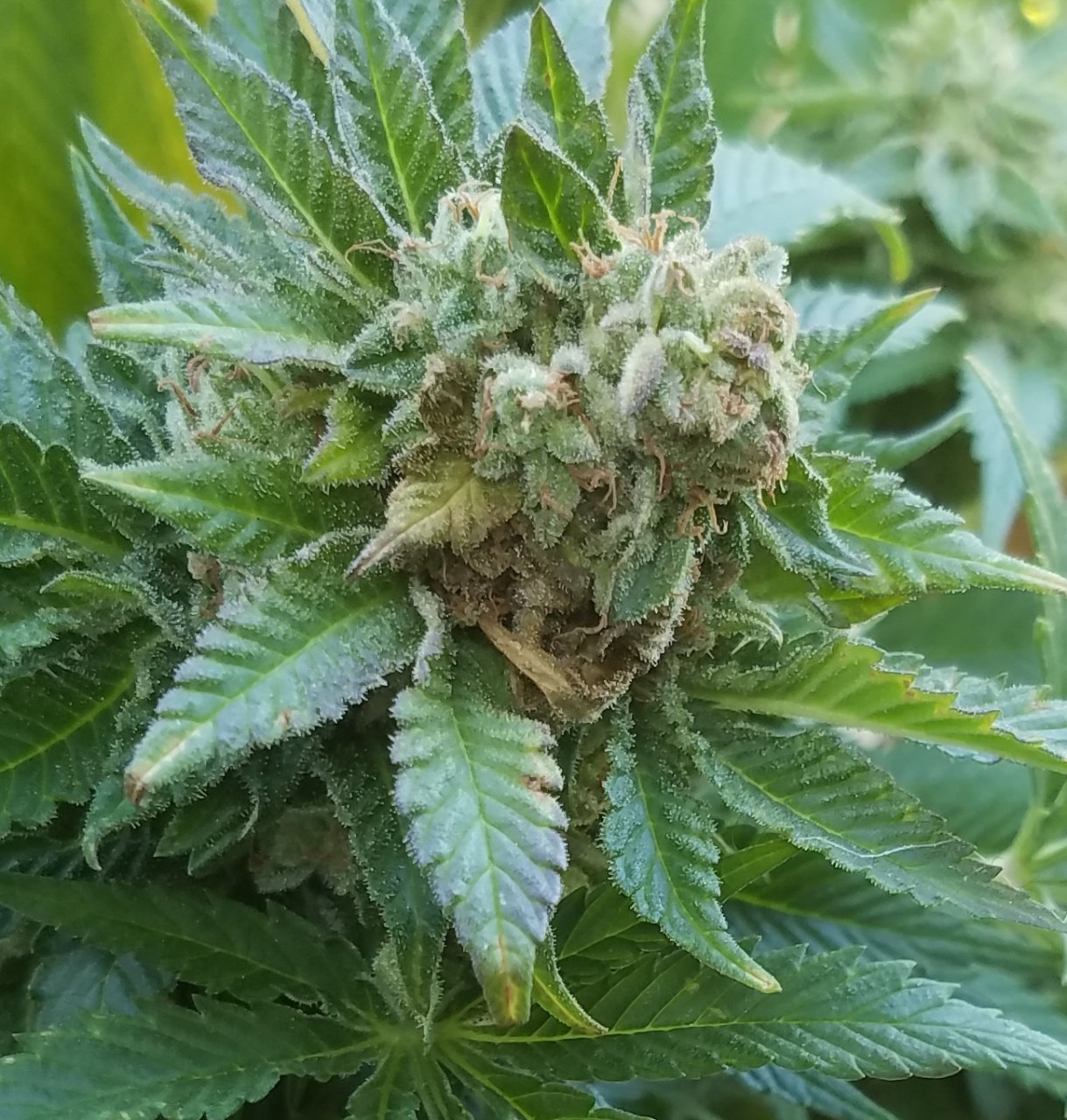 20190724_081912 BC 2.2 bud rot.jpg