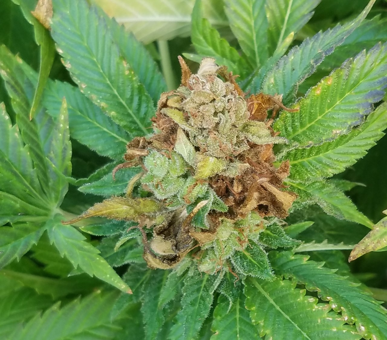 20190730_081830 BC 2.2 bud rot.jpg