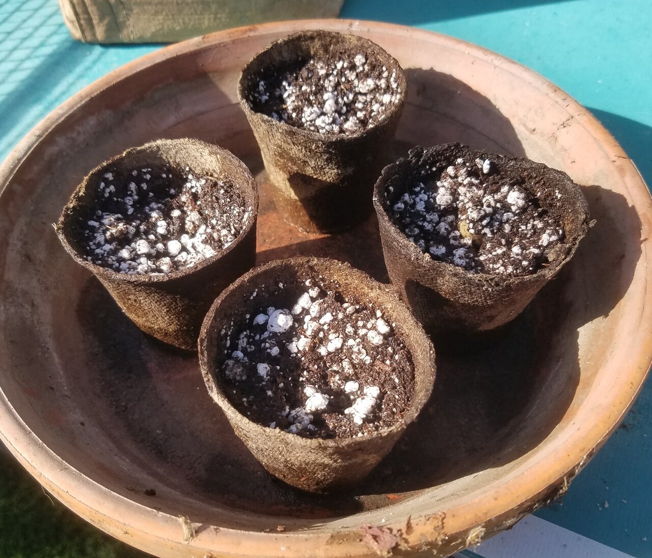 20191220_112136 lemon seeds in peat.jpg