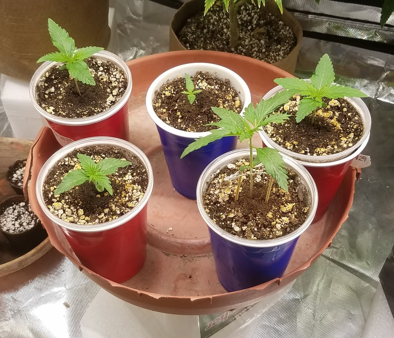 20191225_143400 winter grow.jpg