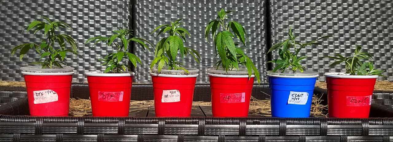 20191229_130430 Clones split.jpg