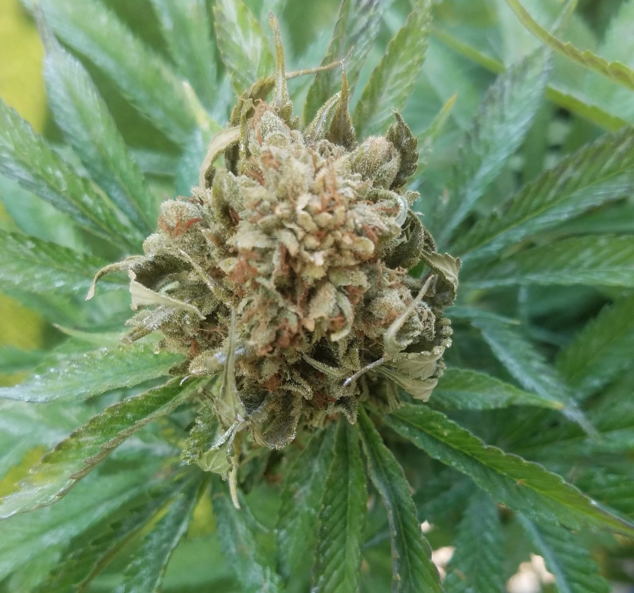 20200916_084132 Chocolope bud.jpg