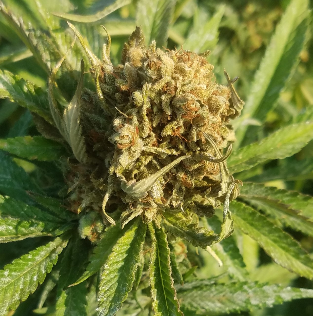 20200916_084200 Chocolope bud.jpg