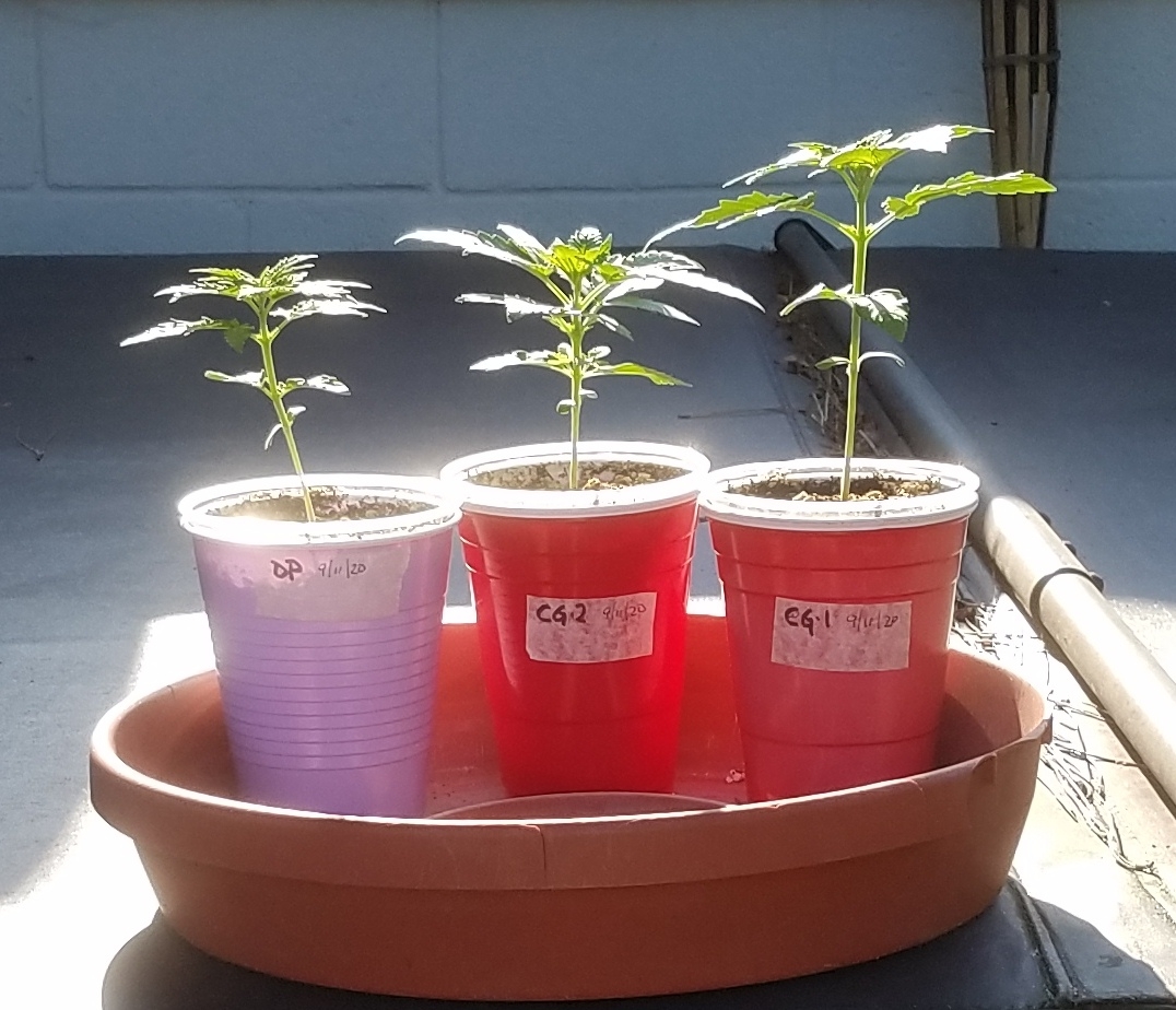 20200924_084050 Winter grow.jpg