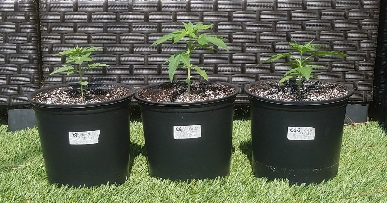 20200926_140211 winter grow.jpg