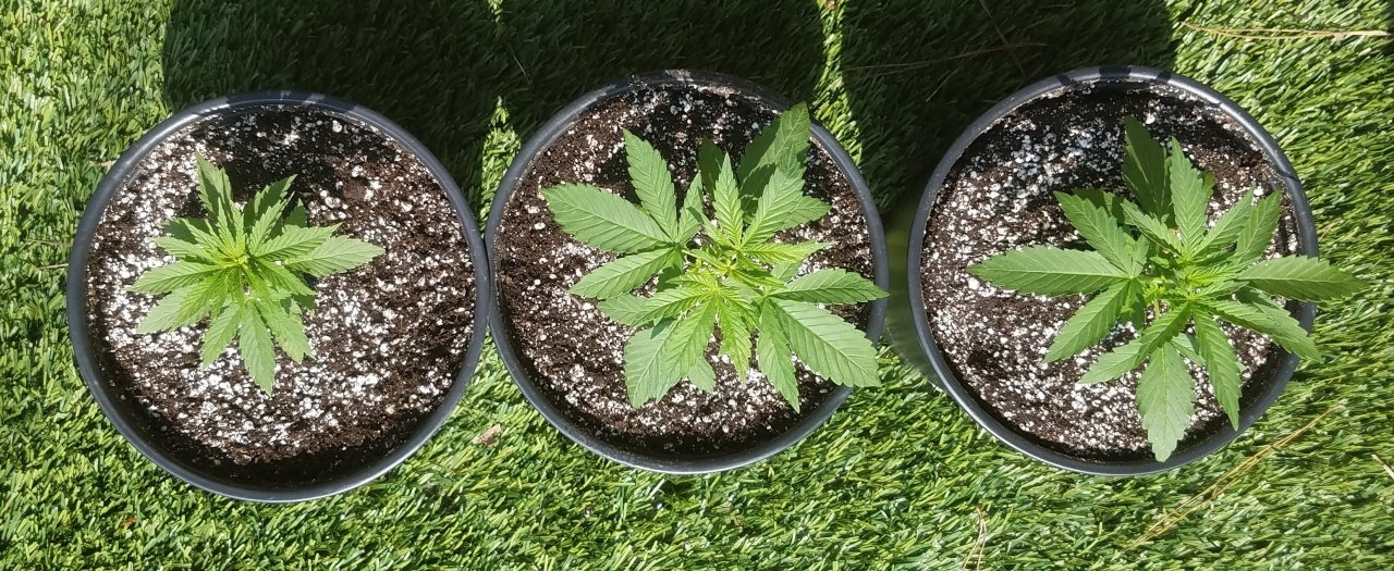 20200926_140241 winter grow.jpg