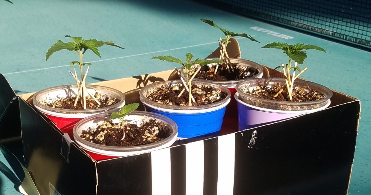 20210222_082925 Spring grow.jpg