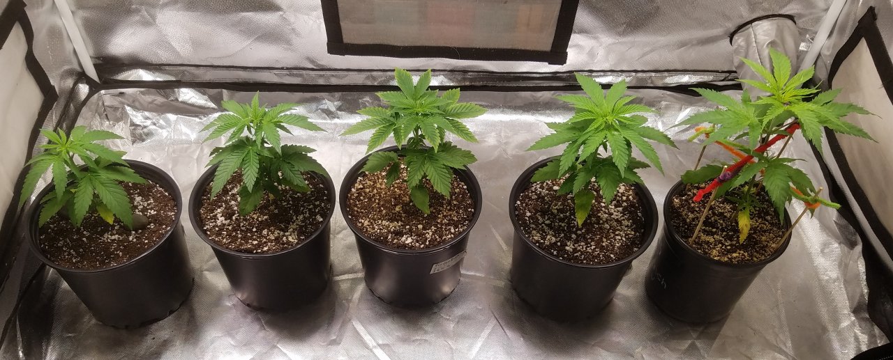 20210315_091512 Spring grow.jpg