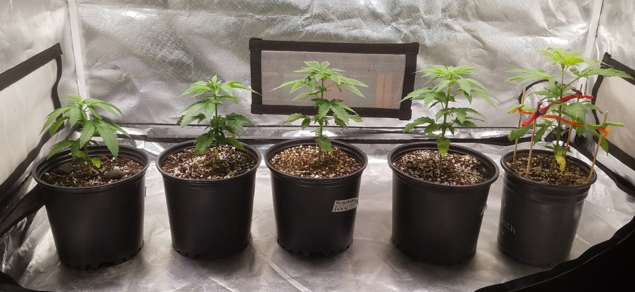 20210315_091525 Spring grow.jpg