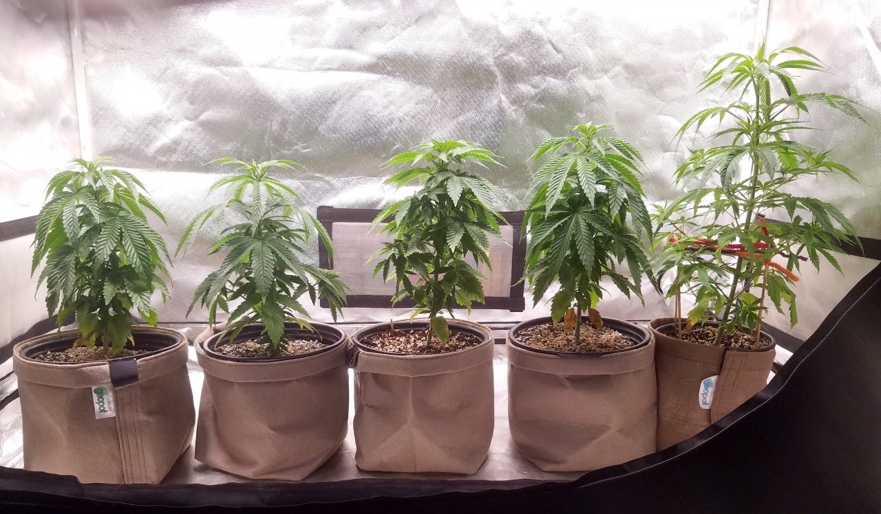 20210330_084134 Spring grow.jpg