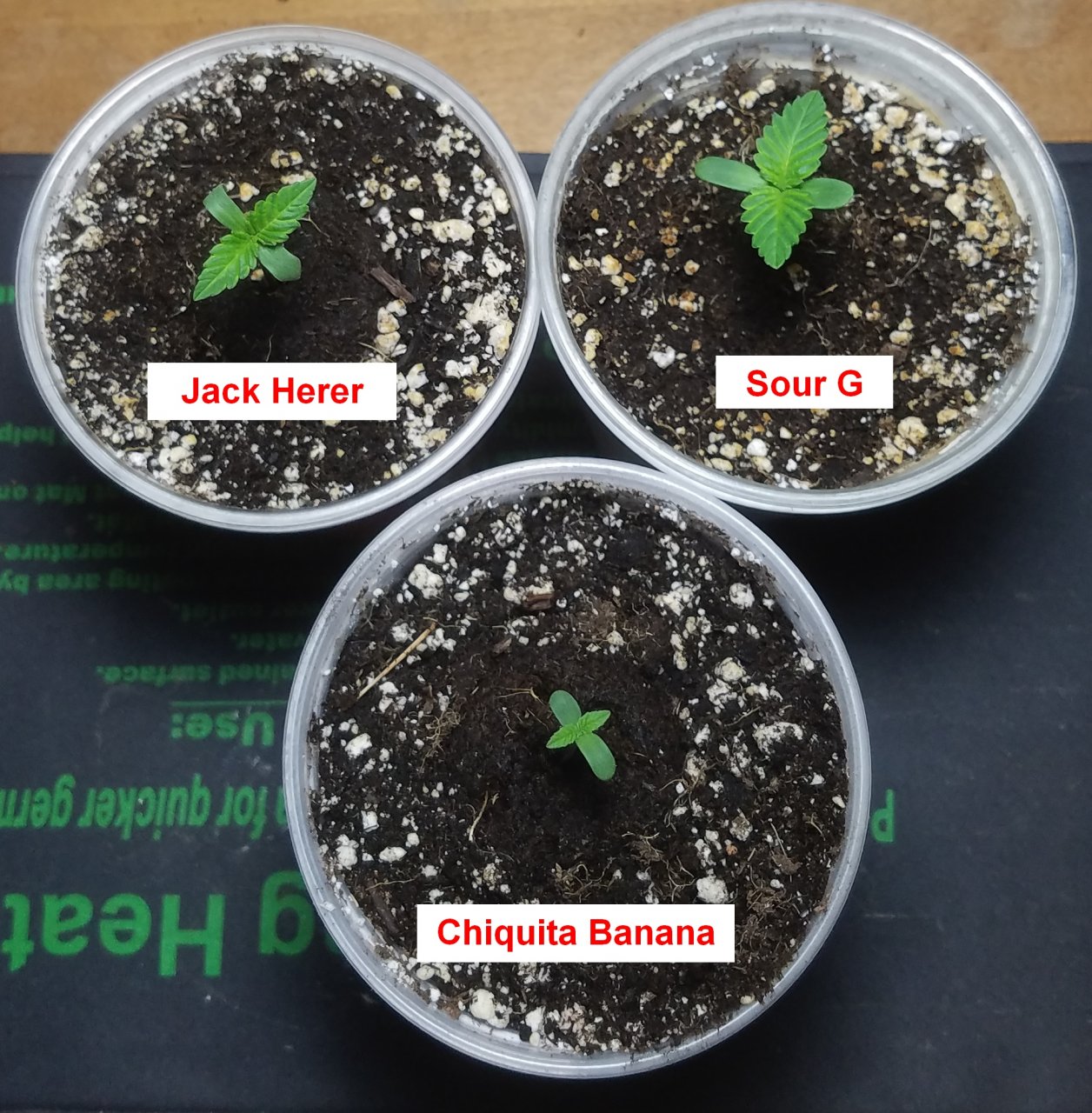 20210423_082419 Summer Grow.jpg