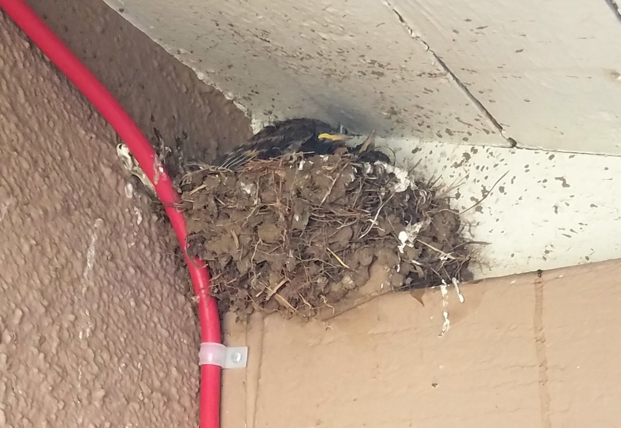 20210521_084137 Black Phoebe babies.jpg