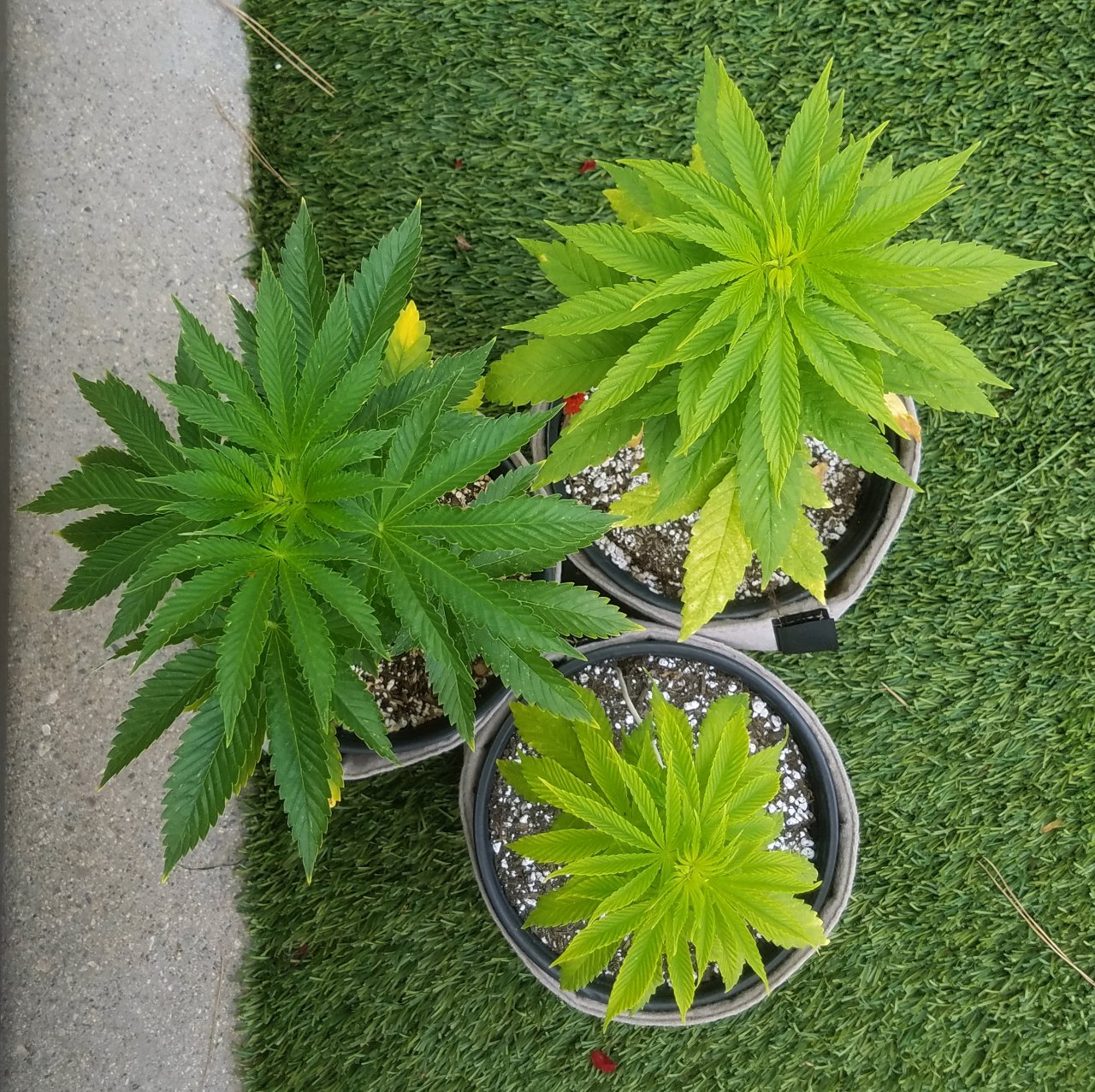 20210527_091110 Summer grow.jpg