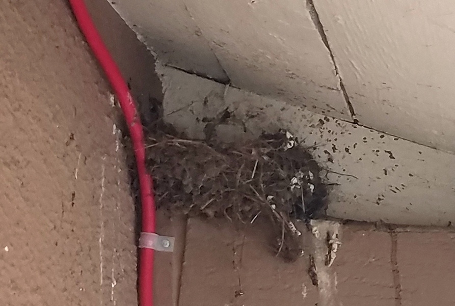 20210528_084740 nest.jpg