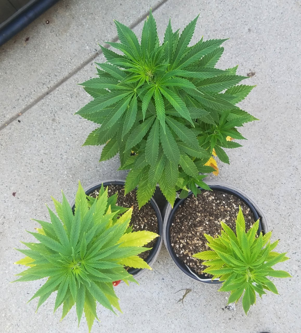 20210615_090957 Summer grow.jpg