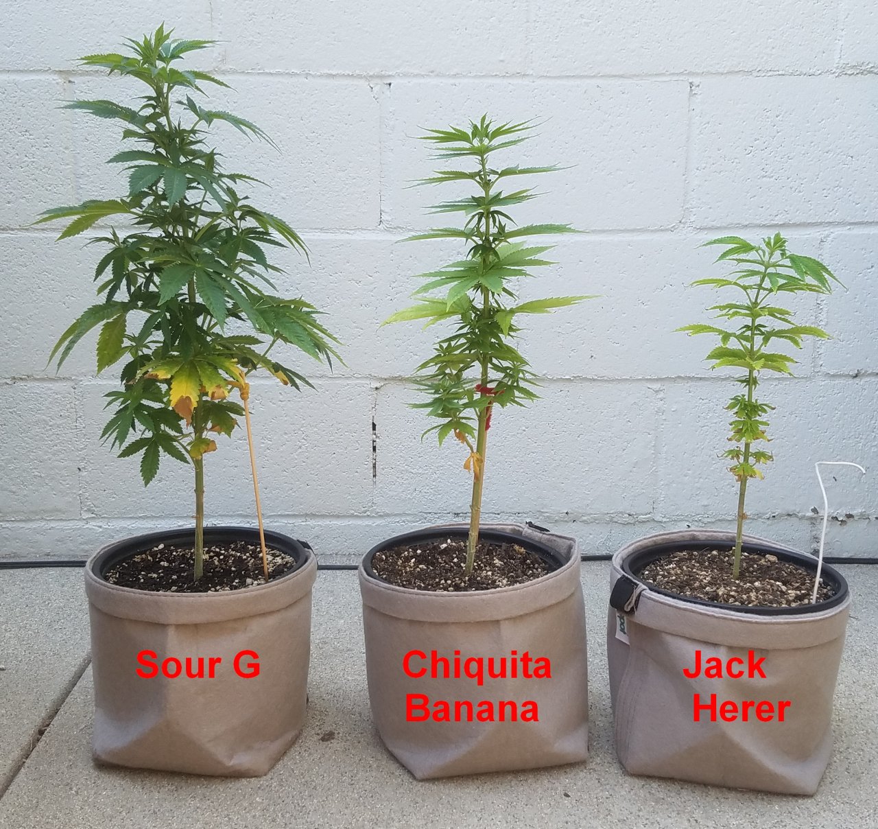 20210615_091025 Summer grow.jpg