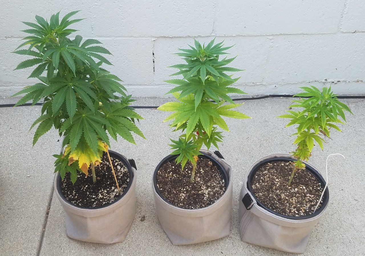 20210615_091044 Summer grow.jpg