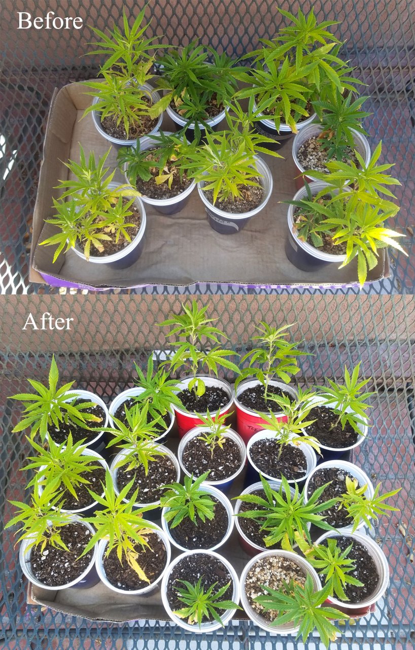 20210703_155501 Clone splitting before-after.jpg