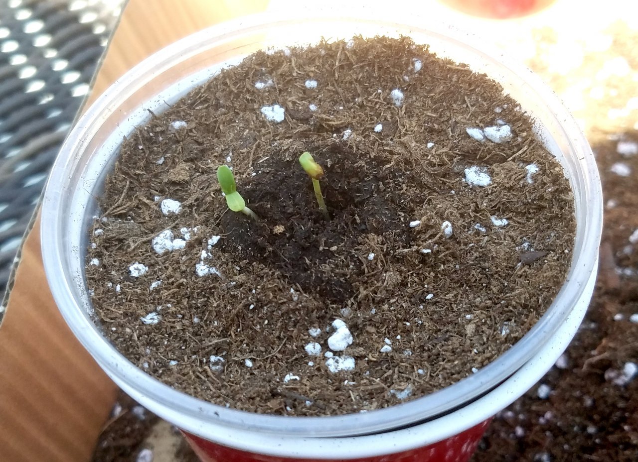 20210717_110442 JH sprouts.jpg