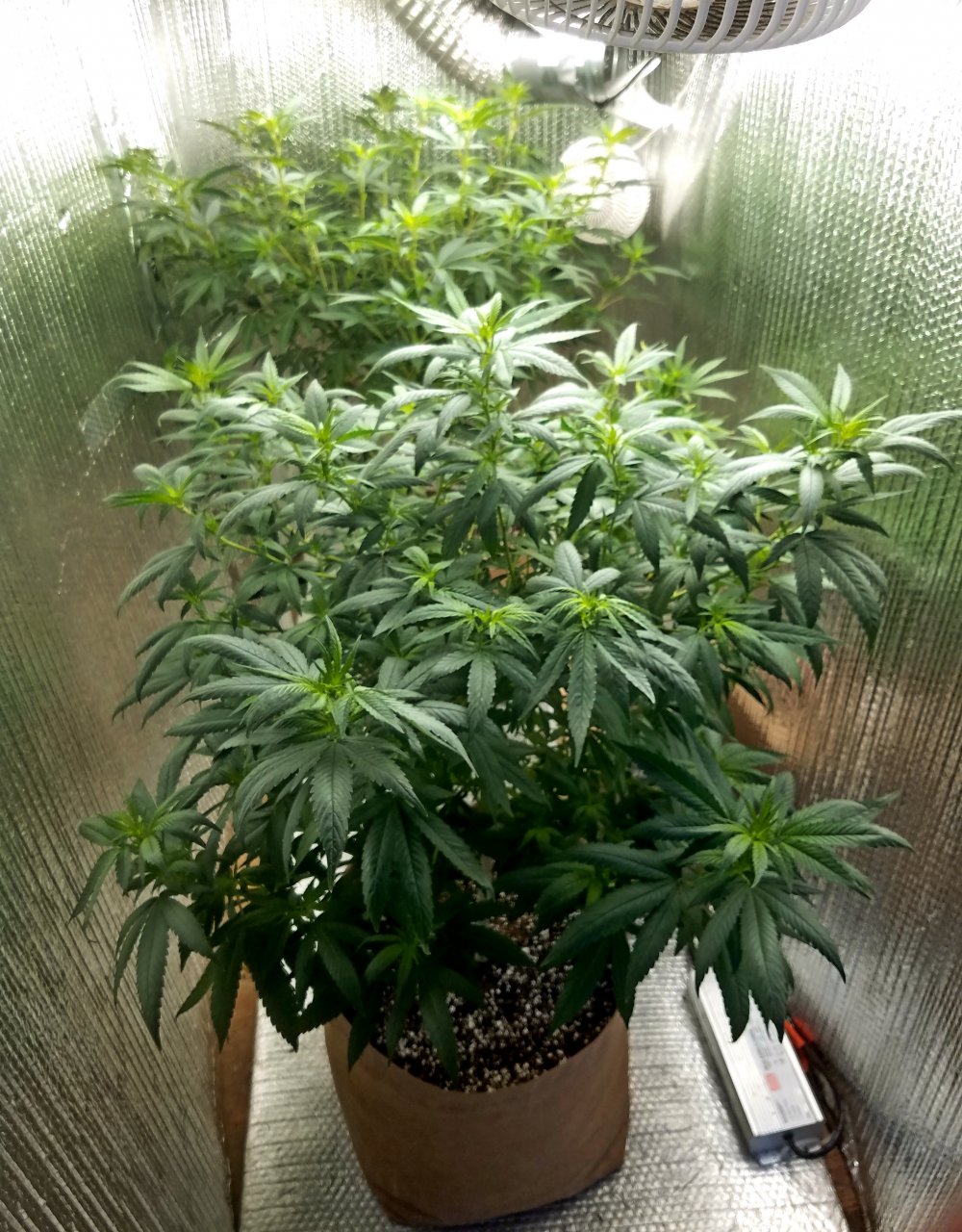 20210823_081432 Summer Grow flip day 1.jpg