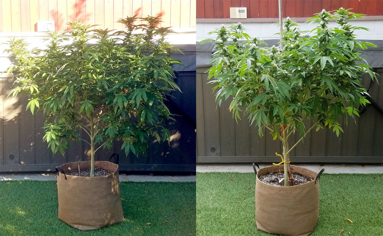 20210911_163850 Sour G before after thinning.jpg