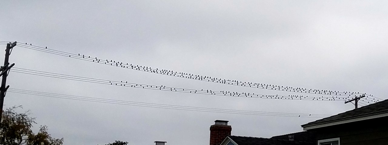 20210926_134238 the birds.jpg