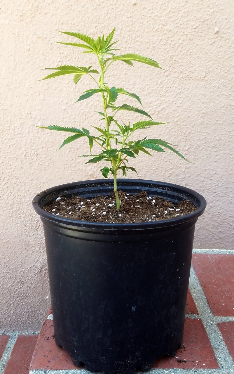 20211003_123144 Sour G clone transplant.jpg