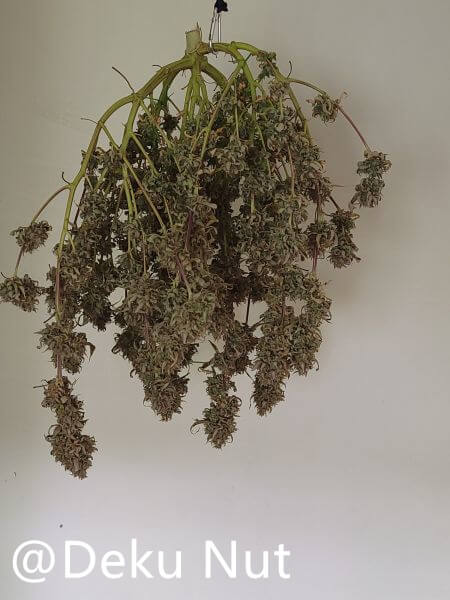 20211005-medic-grow-ez-8-review-creme-de-la-chem-x-skywalker.jpg