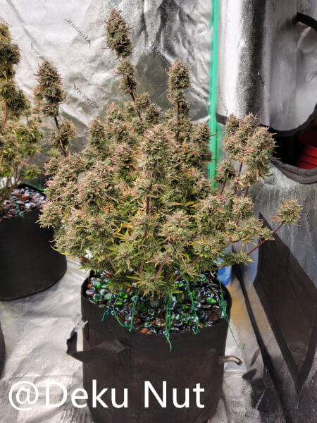 20211005-medic-grow-ez-8-review-double-grape-x-skywalker.jpg