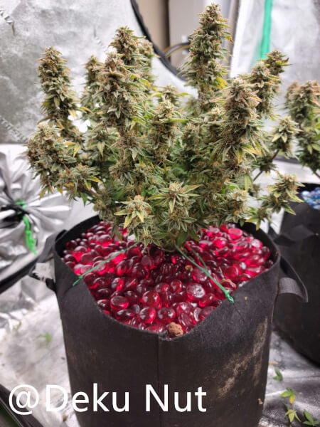 20211005-medic-grow-ez-8-review-strawberry-nuggets-x-forum Stomper.jpg