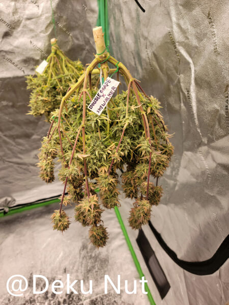 20211010-medic-grow-ez-8-review-double-grape-x-skywalker.jpg