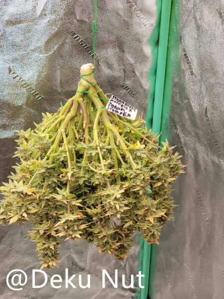 20211010-medic-grow-ez-8-review-strawberry-nuggets-x-forum Stomper.jpg