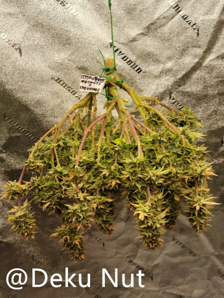 20211010-medic-grow-ez-8-review-strawberry-nuggets-x-skywalker.jpg