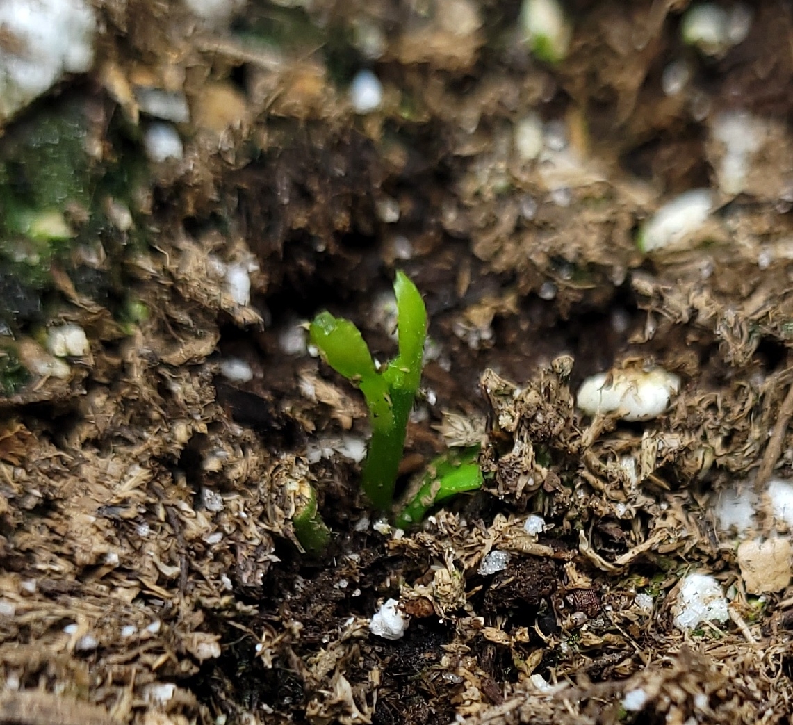 20211010_090211 lemon seedling.jpg