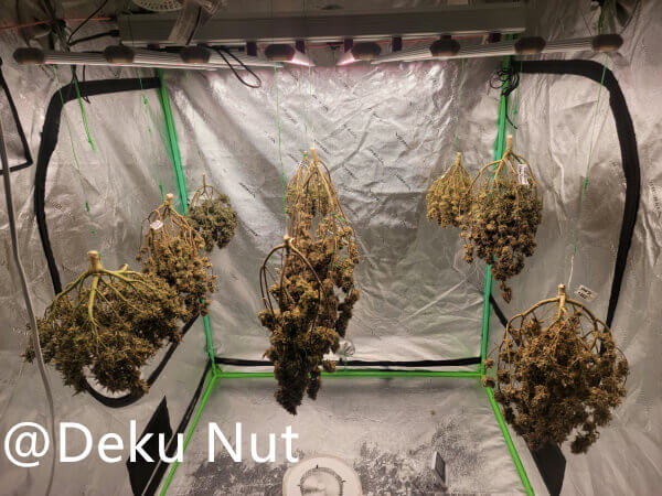 20211018-medic-grow-ez-8-review-drying.jpg