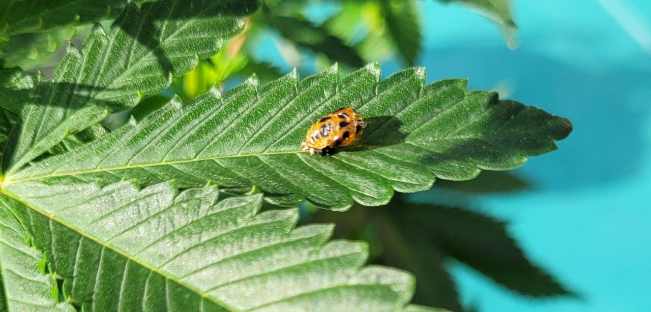 20211101_091727 ladybug larva completed.jpg