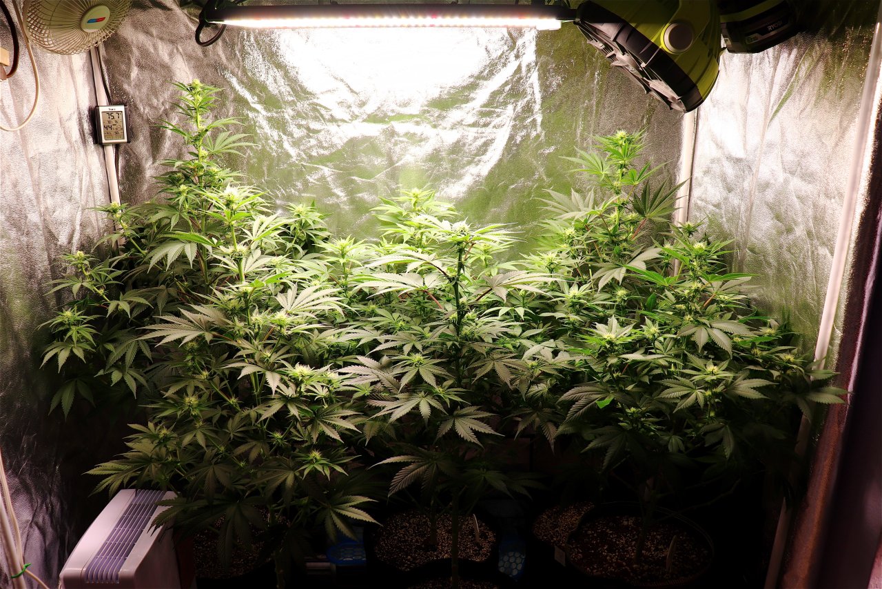 2022-23 Indoor Winter/Closet Grow feat. ViparSpectra P2000 LED Light w/Dimmer-1/19/23