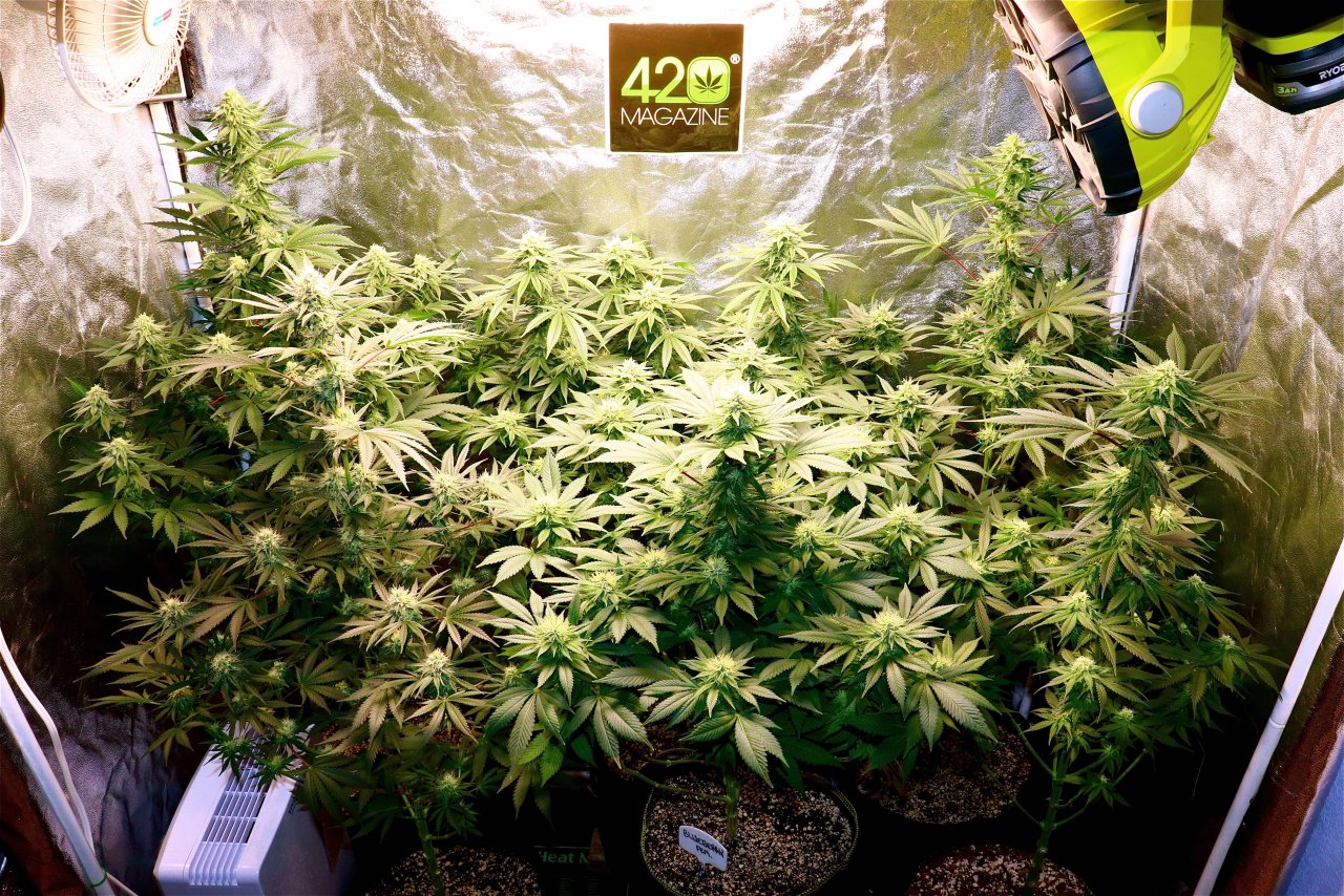 2022-23 Indoor Winter Grow feat. ViparSpectra P2000-Day 35 of Flowering