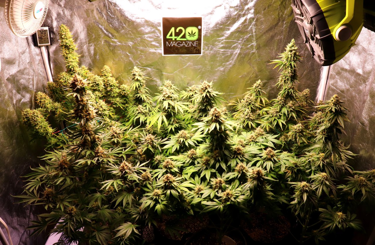 2022-23 Indoor Winter Grow feat. ViparSpectra P2000-Day 65 of Flowering
