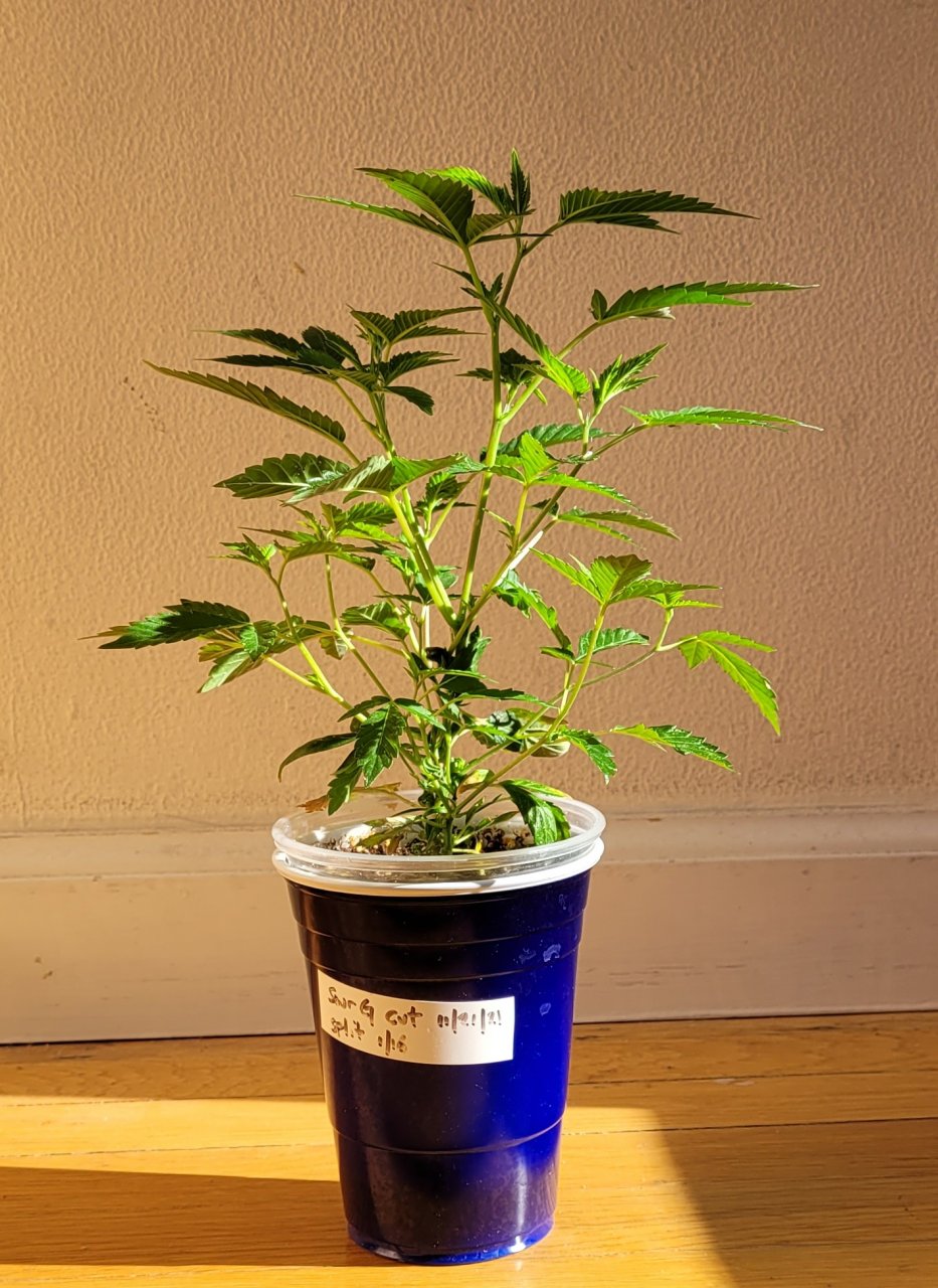 20220214_085949 Sour G monstercrop clone.jpg