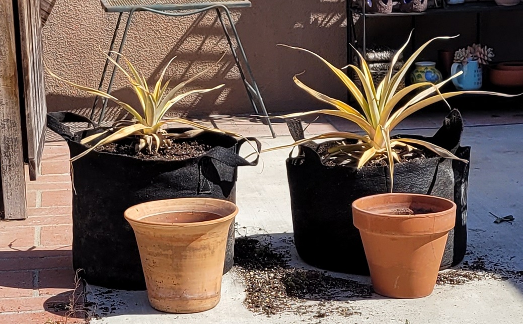 20220319_111018 pineapple transplants.jpg