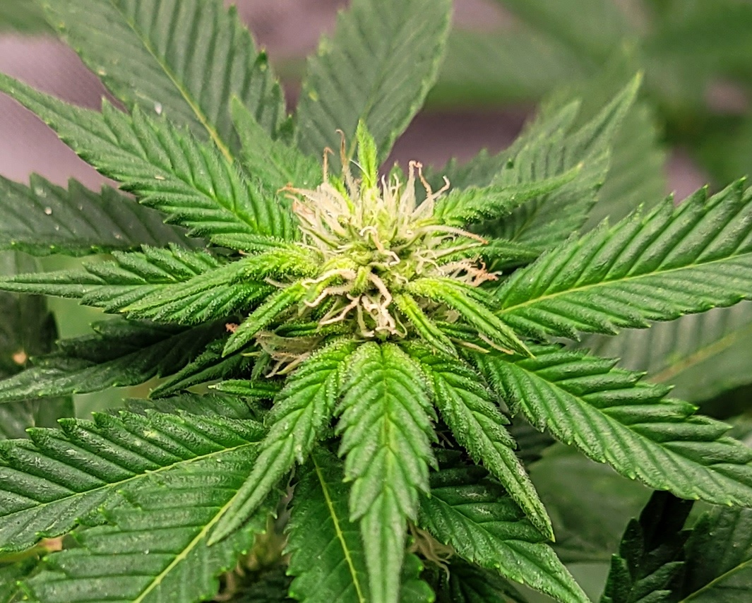 20220502_082020 Sour G pistils.jpg