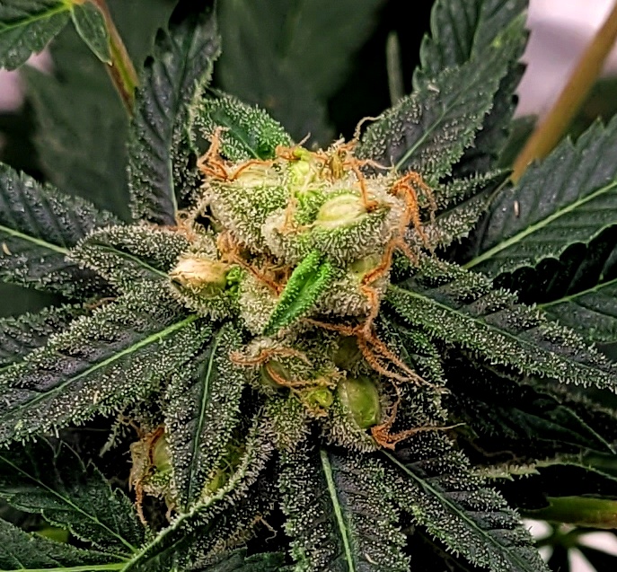 20220511_082116 Sour G STS seeds.jpg